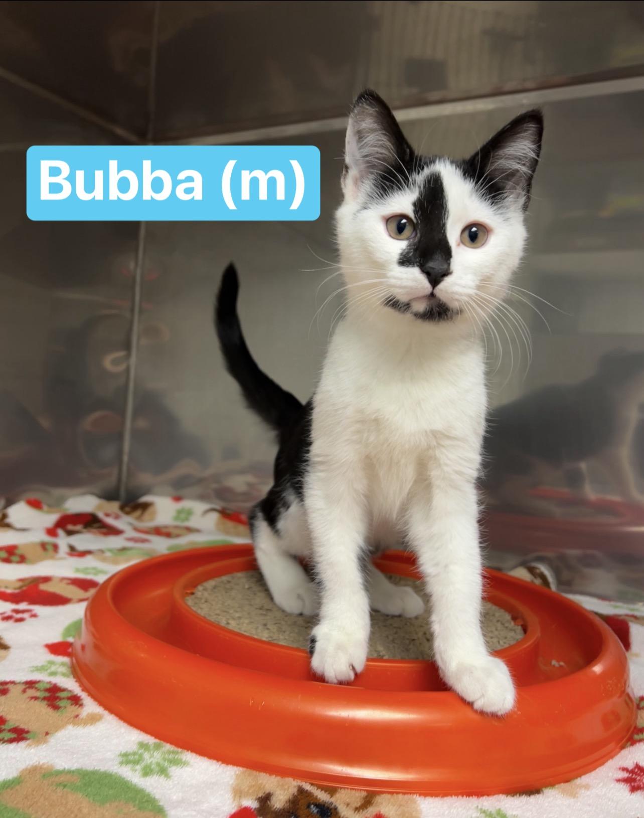 Bubba, Adoptable, Kitten Male Domestic Short Hair.