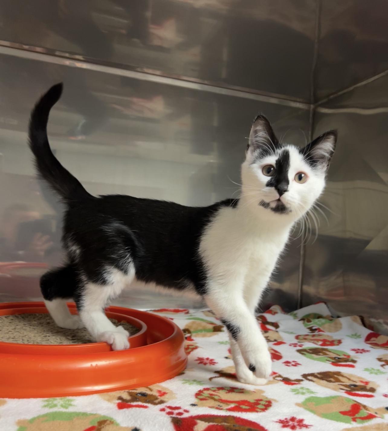 Enlarge Bubba, a Adoptable Domestic Short Hair in Montville, NJ image 2/2