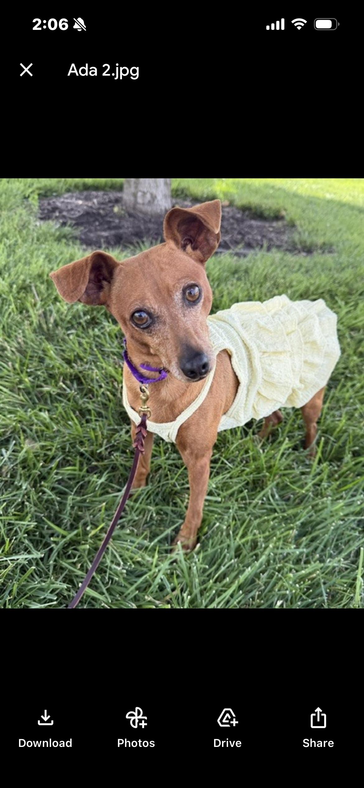Ada, a ADOPTABLE Miniature Pinscher in Saint Louis, MO image 2/3