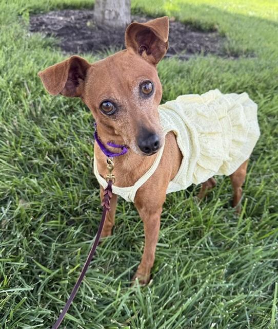 Ada, a ADOPTABLE Miniature Pinscher in Saint Louis, MO image 3/3