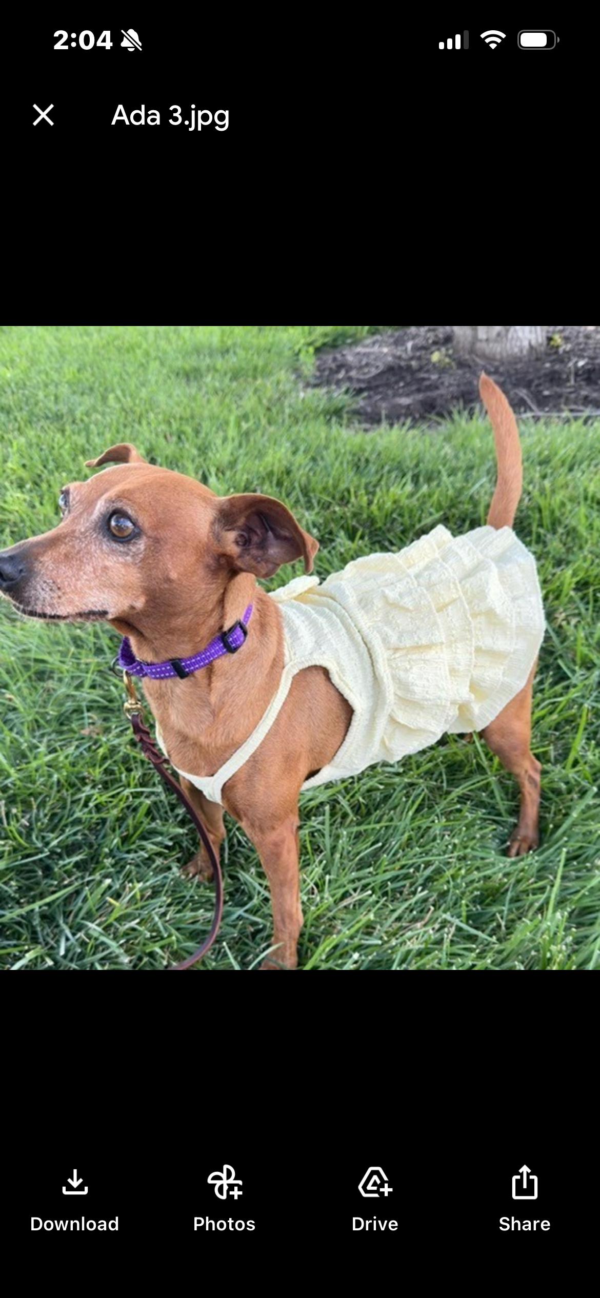 Ada, a ADOPTABLE Miniature Pinscher in Saint Louis, MO image 1/3