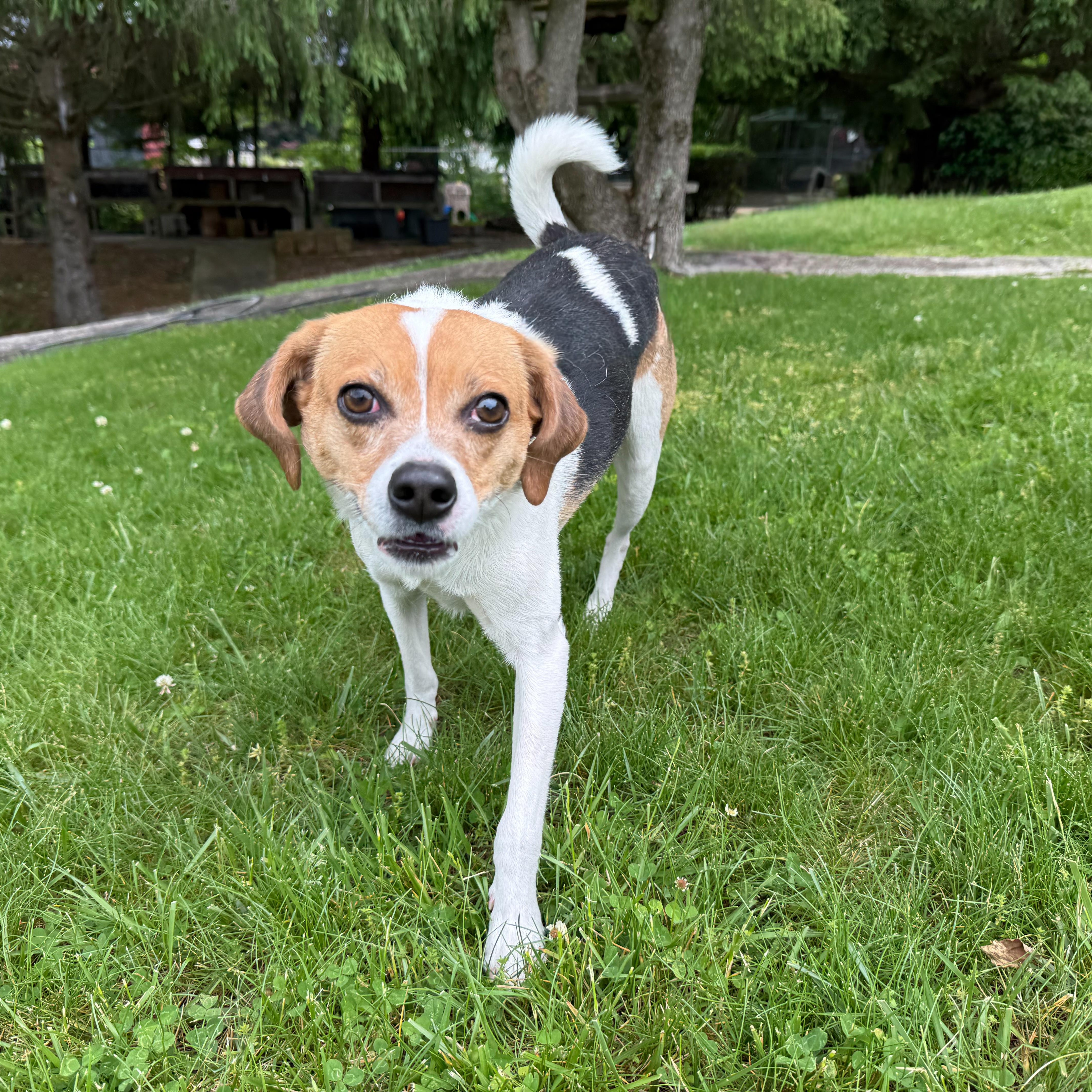 Enlarge Ollie, a Adoptable mixed breed in Latrobe, PA image 1/3