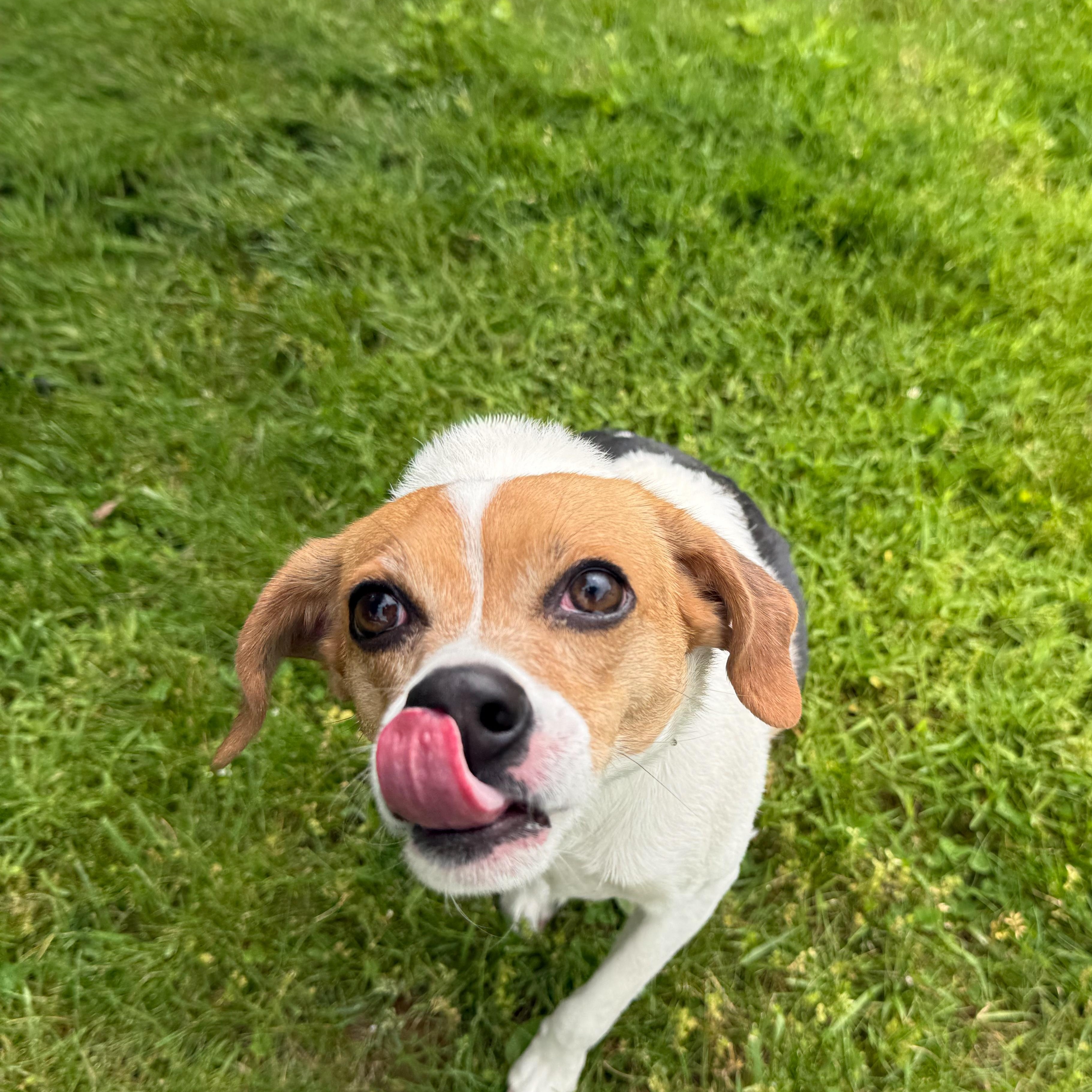 Enlarge Ollie, a Adoptable mixed breed in Latrobe, PA image 3/3