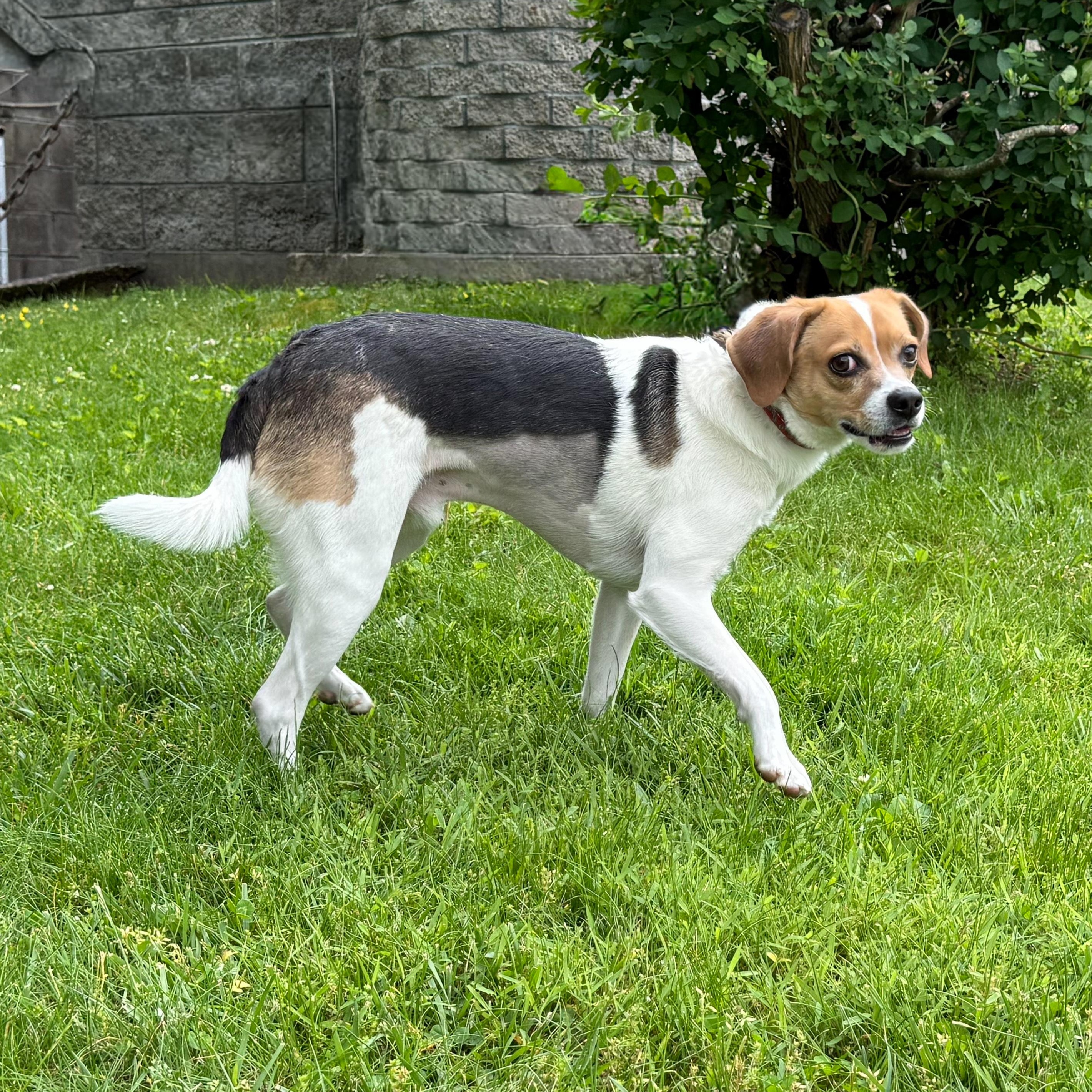 Enlarge Ollie, a Adoptable mixed breed in Latrobe, PA image 2/3