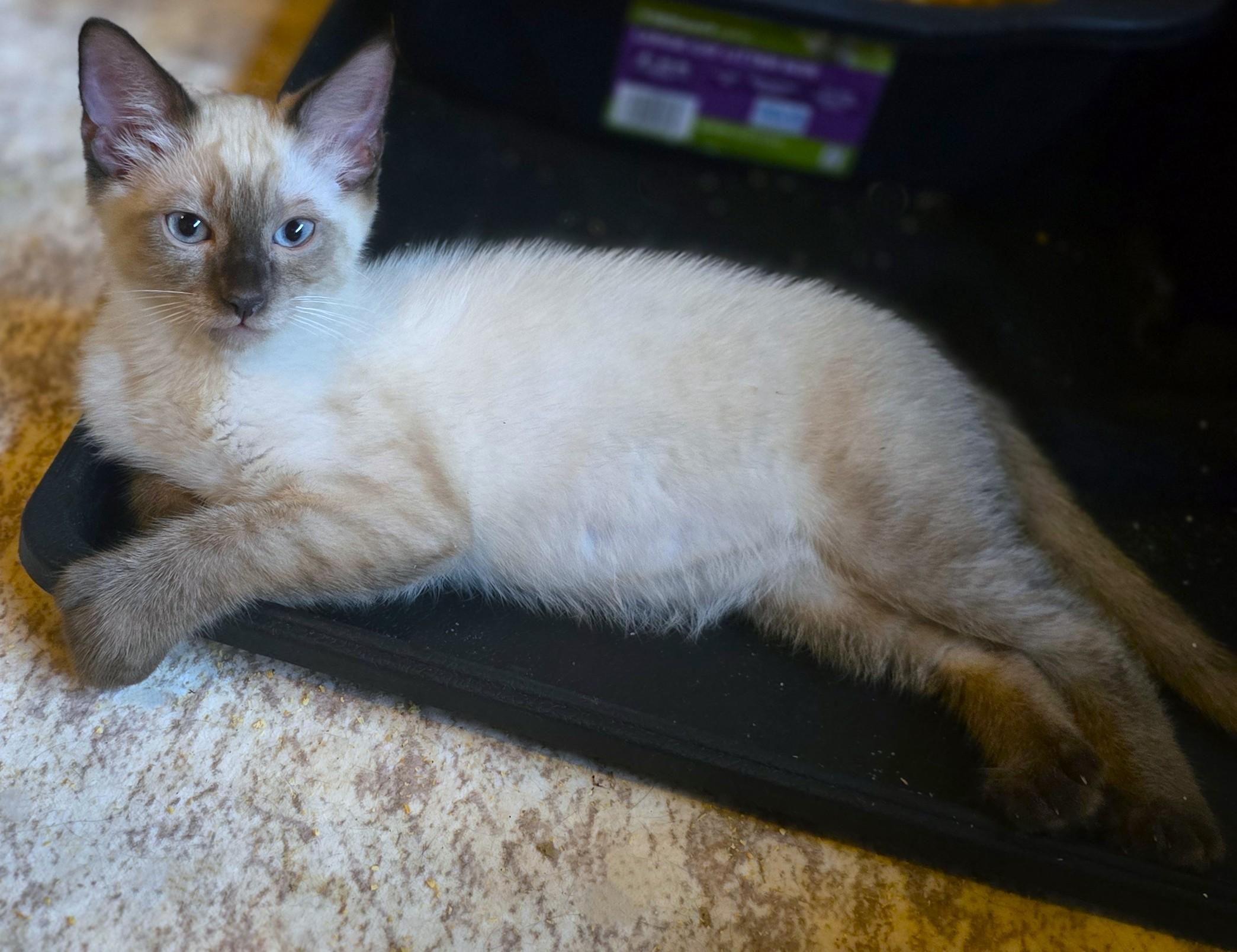 Ghost, an adopted mixed breed in San Diego, CA image 3/3