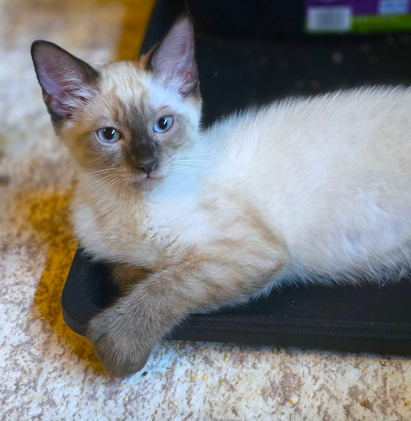 Ghost, an adopted mixed breed in San Diego, CA image 1/3