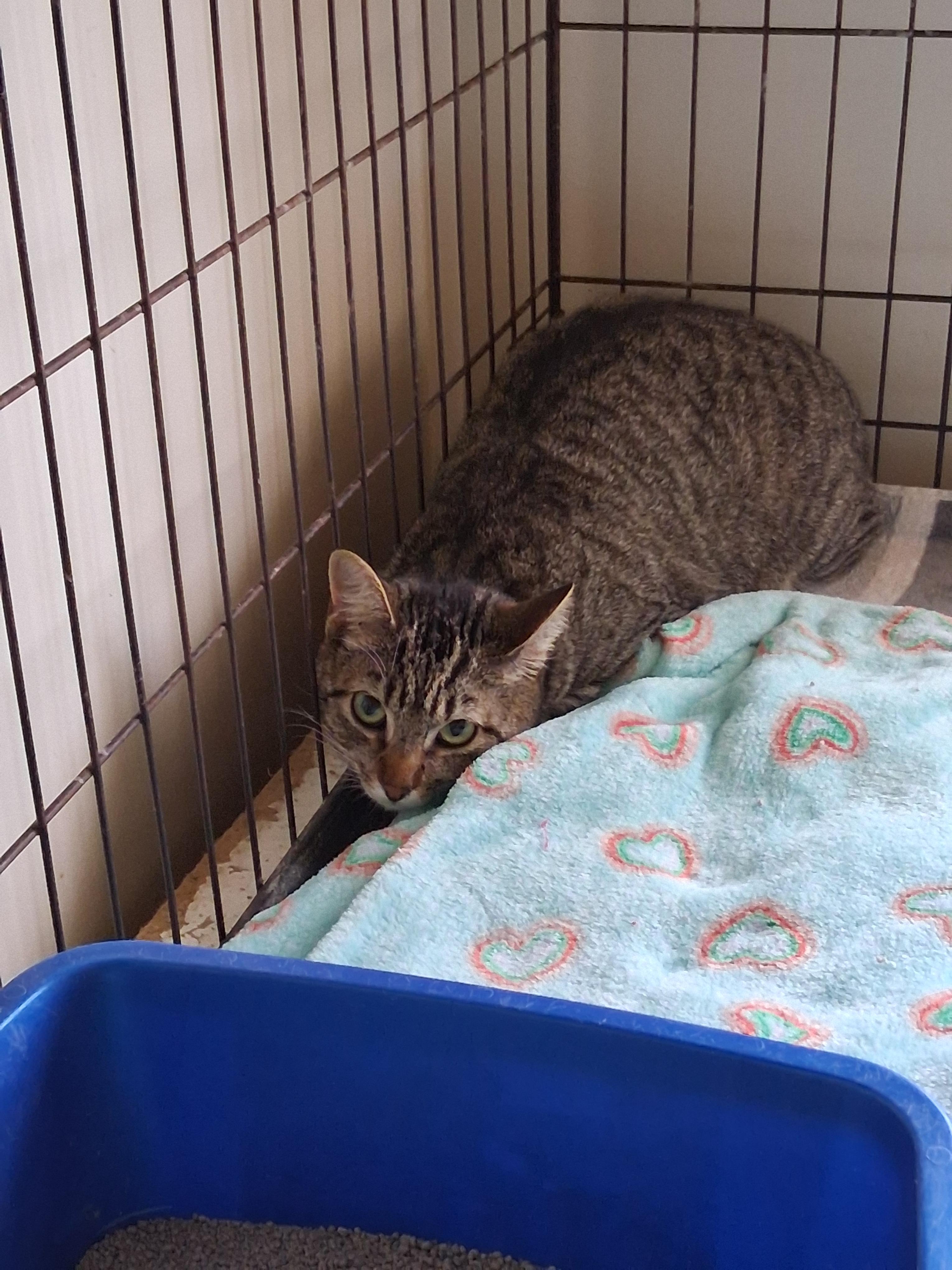 Kitty Boo Boo, Adoptable, Young Female Domestic Short Hair.