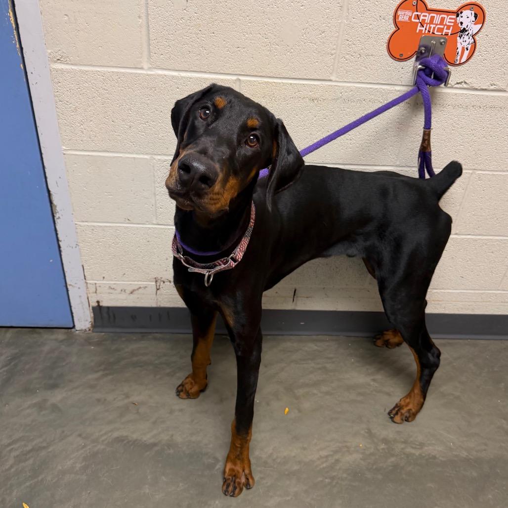 Enlarge Plankton, a Adoptable mixed breed in DeKalb, IL image 1/5
