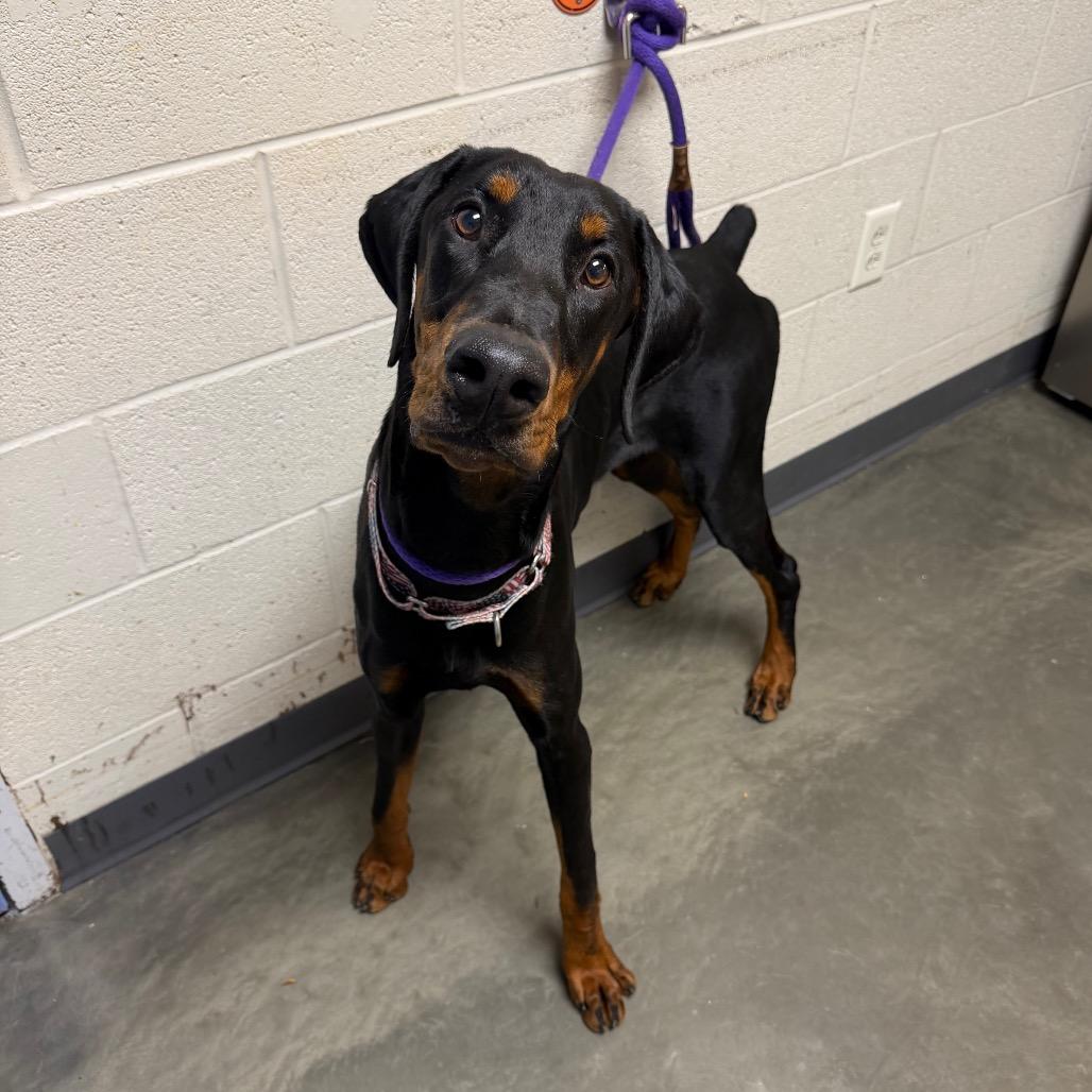 Enlarge Plankton, a Adoptable mixed breed in DeKalb, IL image 2/5