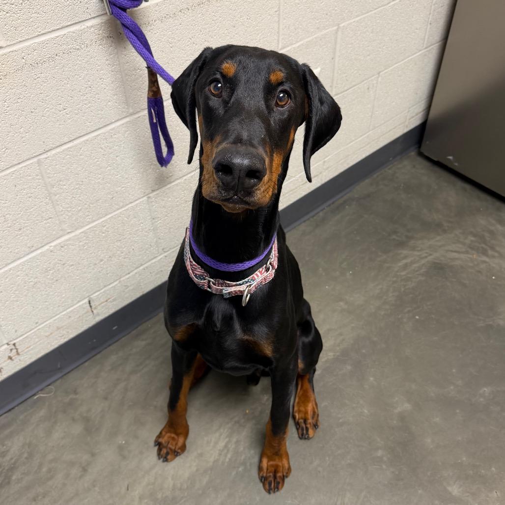 Enlarge Plankton, a Adoptable mixed breed in DeKalb, IL image 3/5