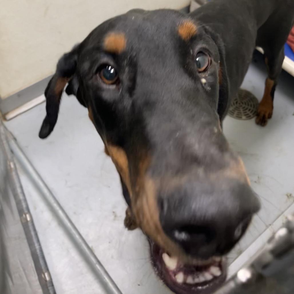 Enlarge Plankton, a Adoptable mixed breed in DeKalb, IL image 4/5