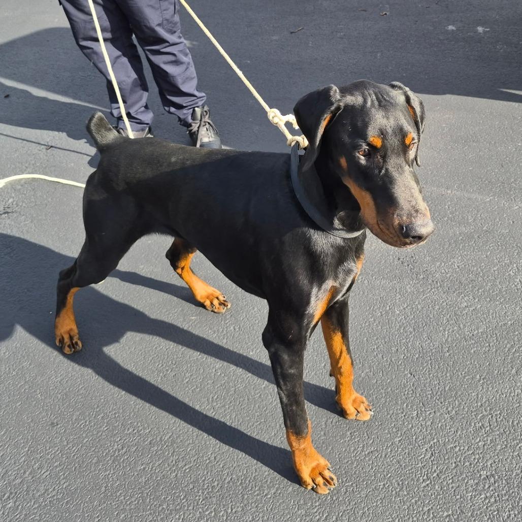 Enlarge Plankton, a Adoptable mixed breed in DeKalb, IL image 5/5