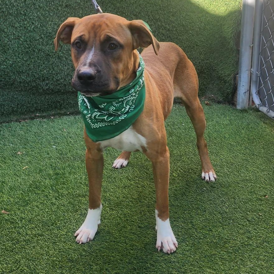 Scampi — thumbnail 2