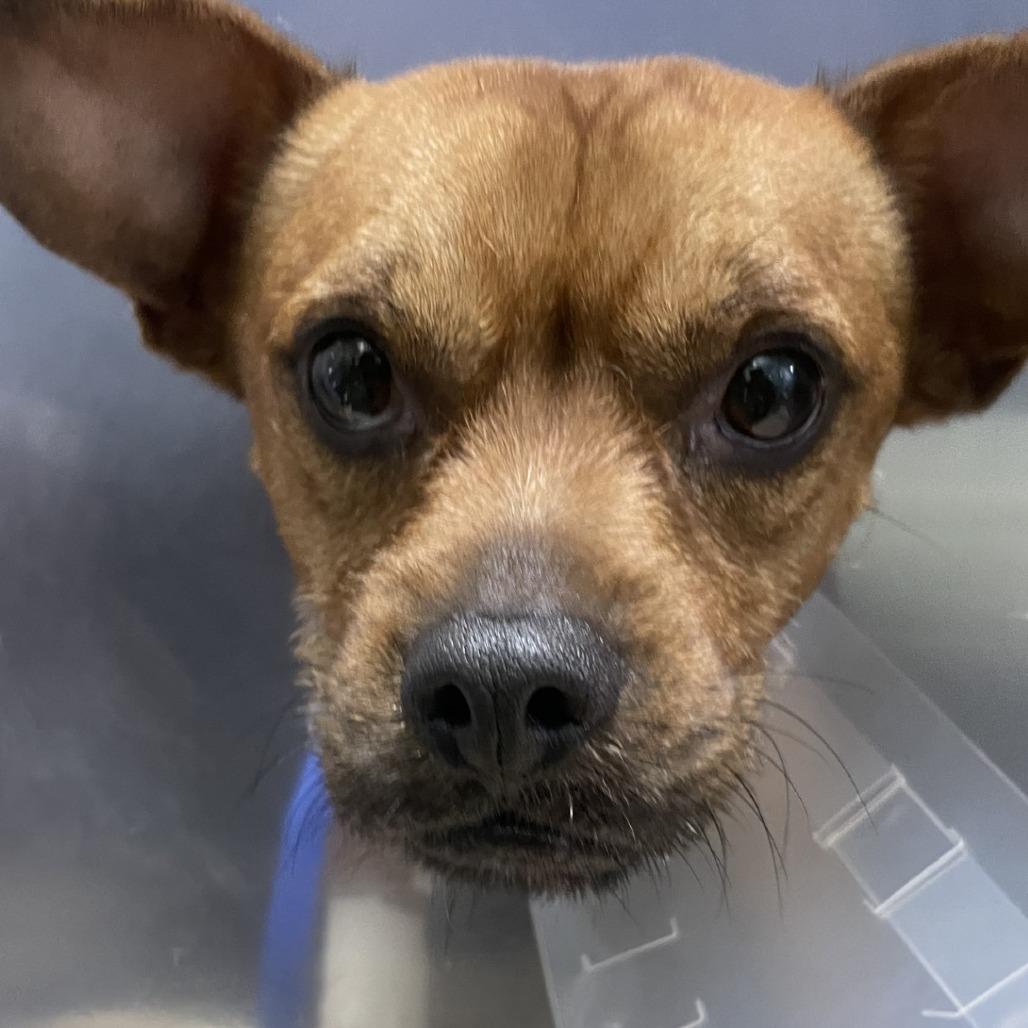 Knox*, Adoptable, Young Male Chihuahua & French Bulldog.