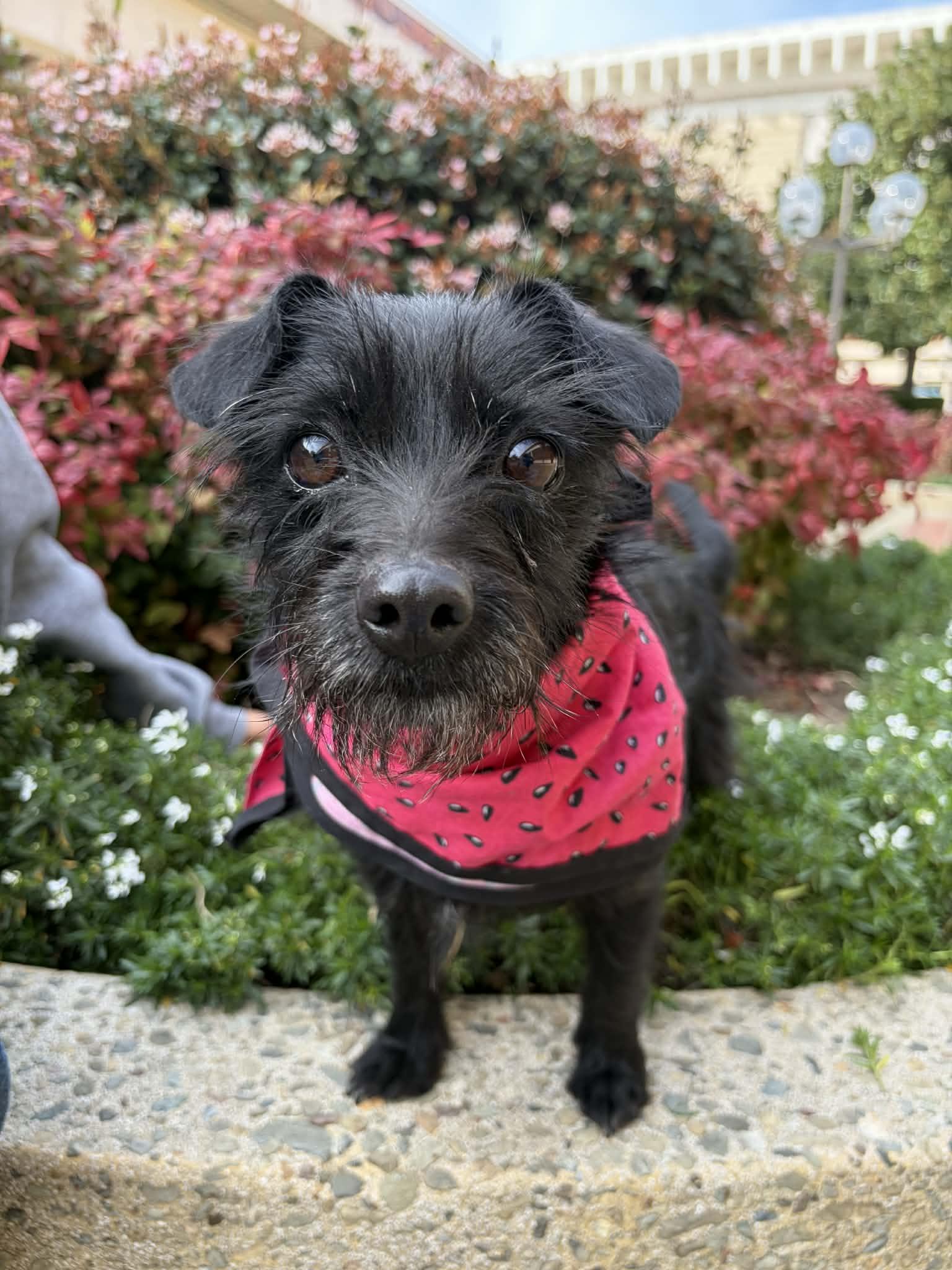 Enlarge Mammacita , a ADOPTABLE mixed breed in San Jose, CA image 1/4