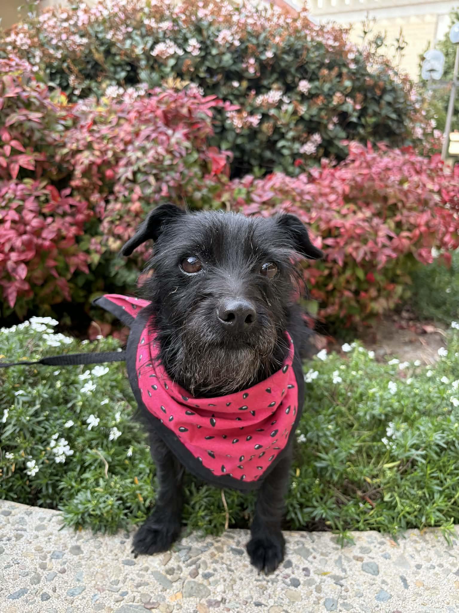 Enlarge Mammacita , a ADOPTABLE mixed breed in San Jose, CA image 3/4