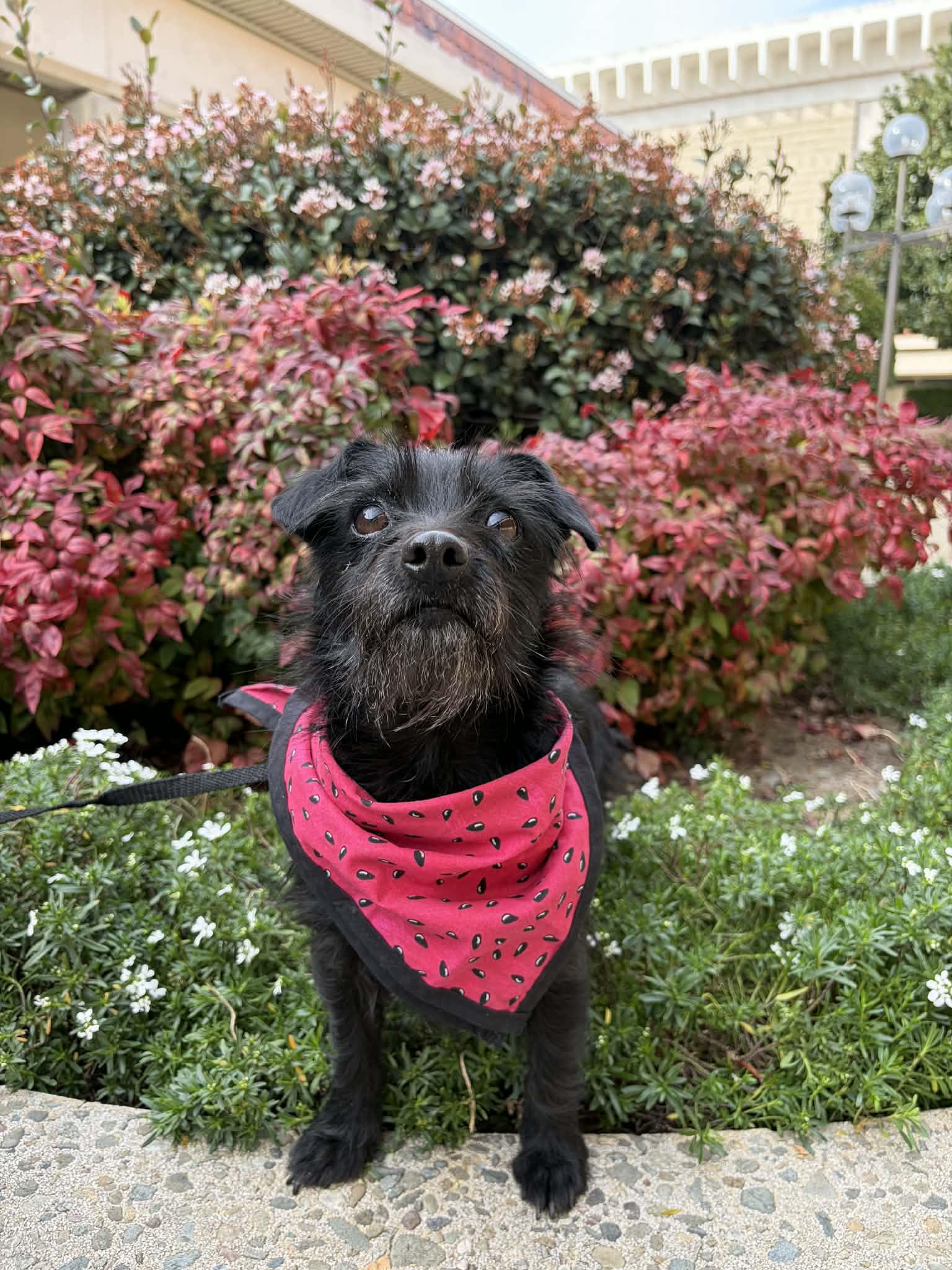 Enlarge Mammacita , a ADOPTABLE mixed breed in San Jose, CA image 4/4