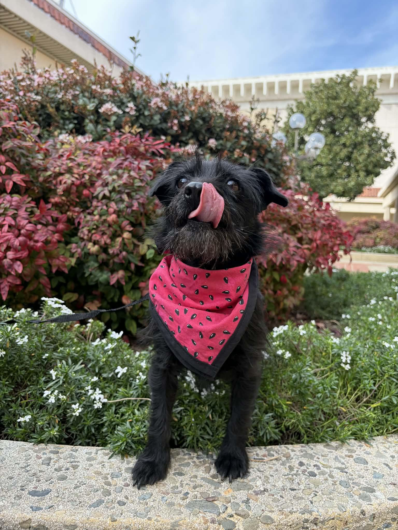 Enlarge Mammacita , a ADOPTABLE mixed breed in San Jose, CA image 2/4