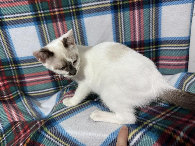 Enlarge Xenia, a Adoptable mixed breed in Rocky Hill, CT image 4/6