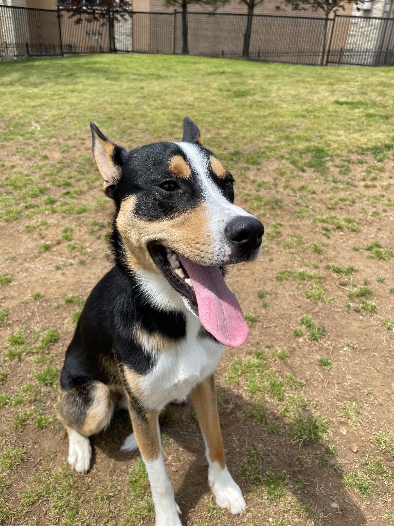 Loki, adoptable, Adult Male Husky & Jack Russell Terrier.