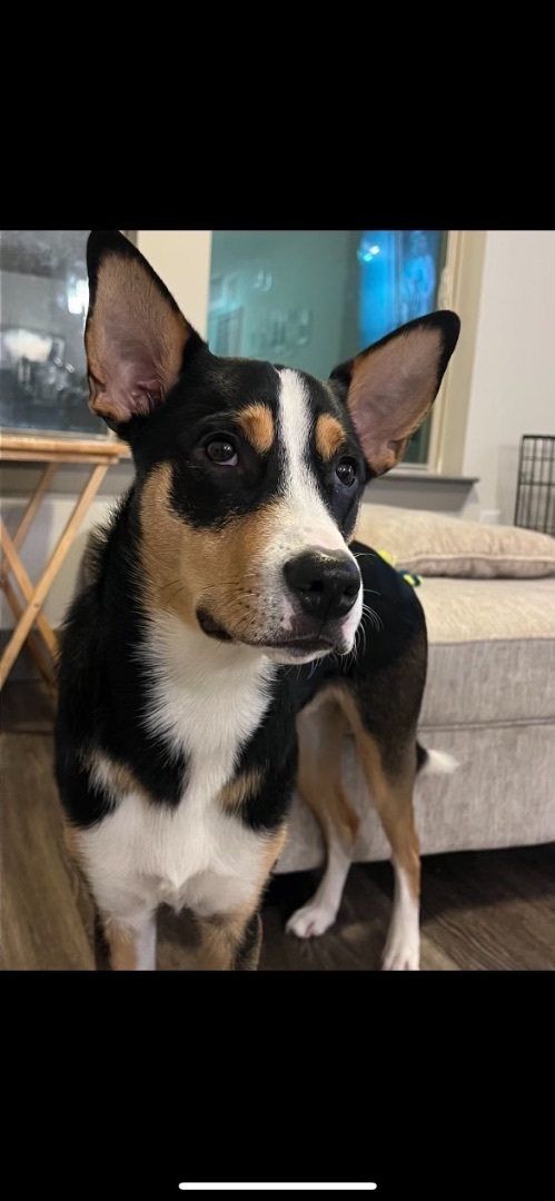 Enlarge Loki, an adoptable mixed breed in Mount Juliet, TN image 2/5