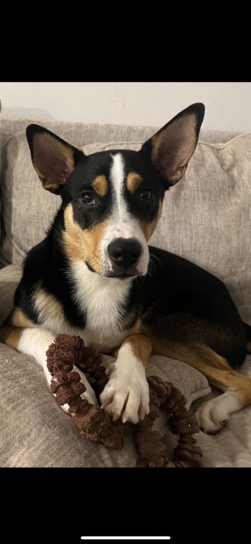 Enlarge Loki, an adoptable mixed breed in Mount Juliet, TN image 4/5