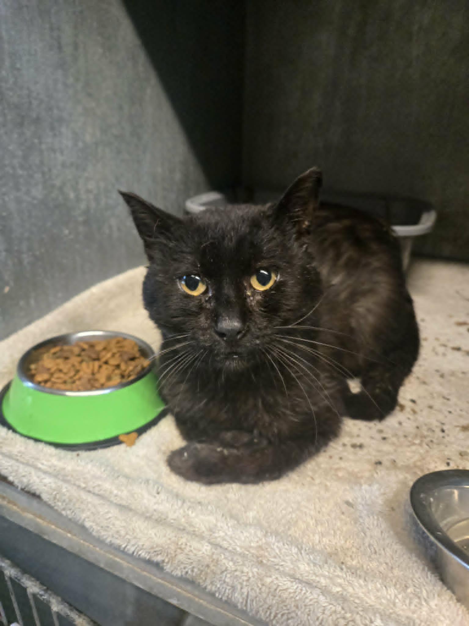 Harry, ADOPTABLE, Adult Male Domestic Short Hair.