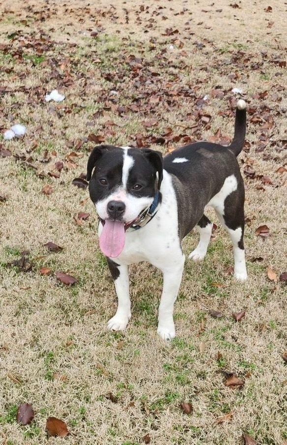 Daisy June, Adoptable, Adult Female Pit Bull Terrier.