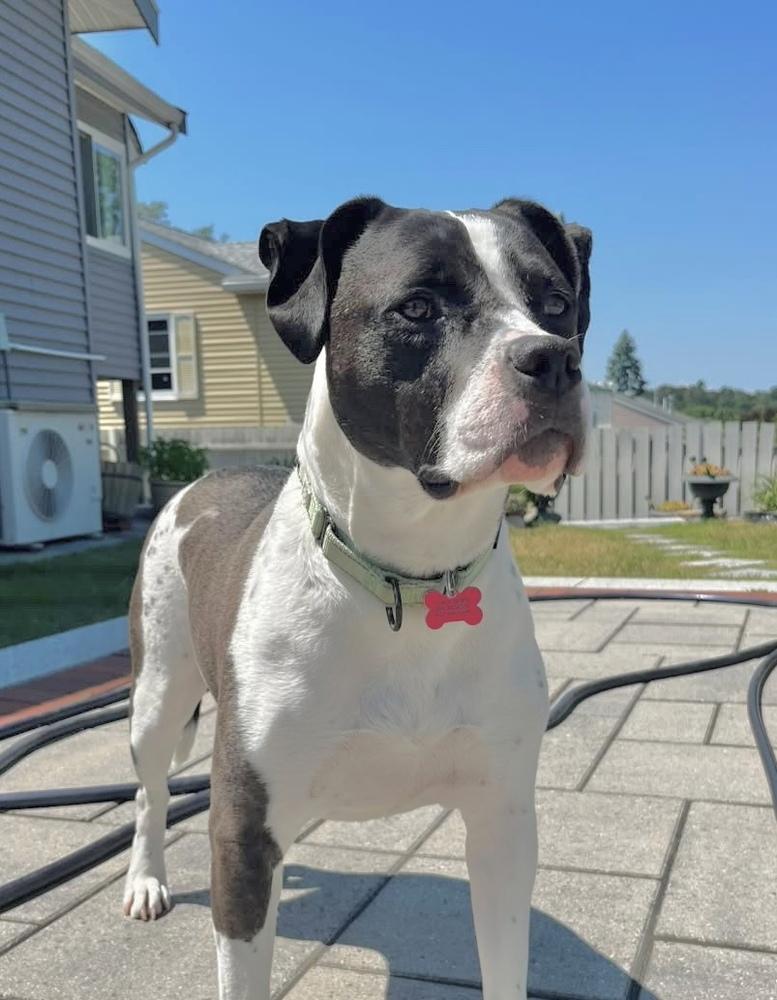 Enlarge Daisy June, a Adoptable mixed breed in Boston, MA image 5/6
