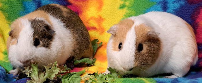 Enlarge Nutmeg, a Adoptable Short-Haired in Roselle, IL image 1/4