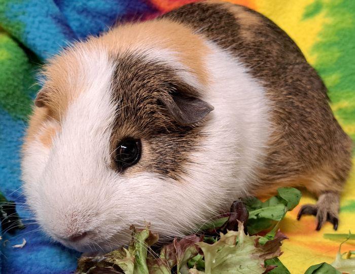 Enlarge Nutmeg, a Adoptable Short-Haired in Roselle, IL image 2/4