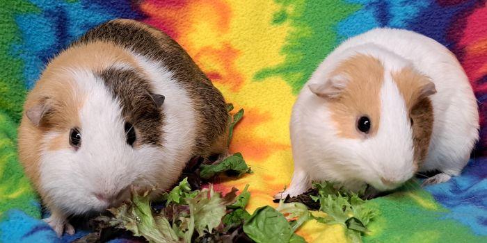 Nutmeg, Adoptable, Adult Male Short-Haired.