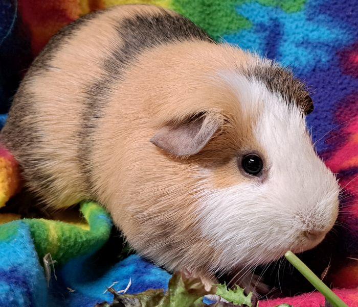 Enlarge Nutmeg, a Adoptable Short-Haired in Roselle, IL image 4/4