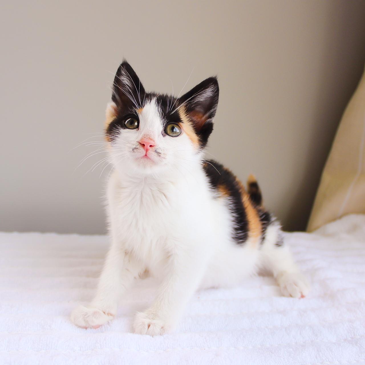 Petunia, Baby Female Domestic Short Hair