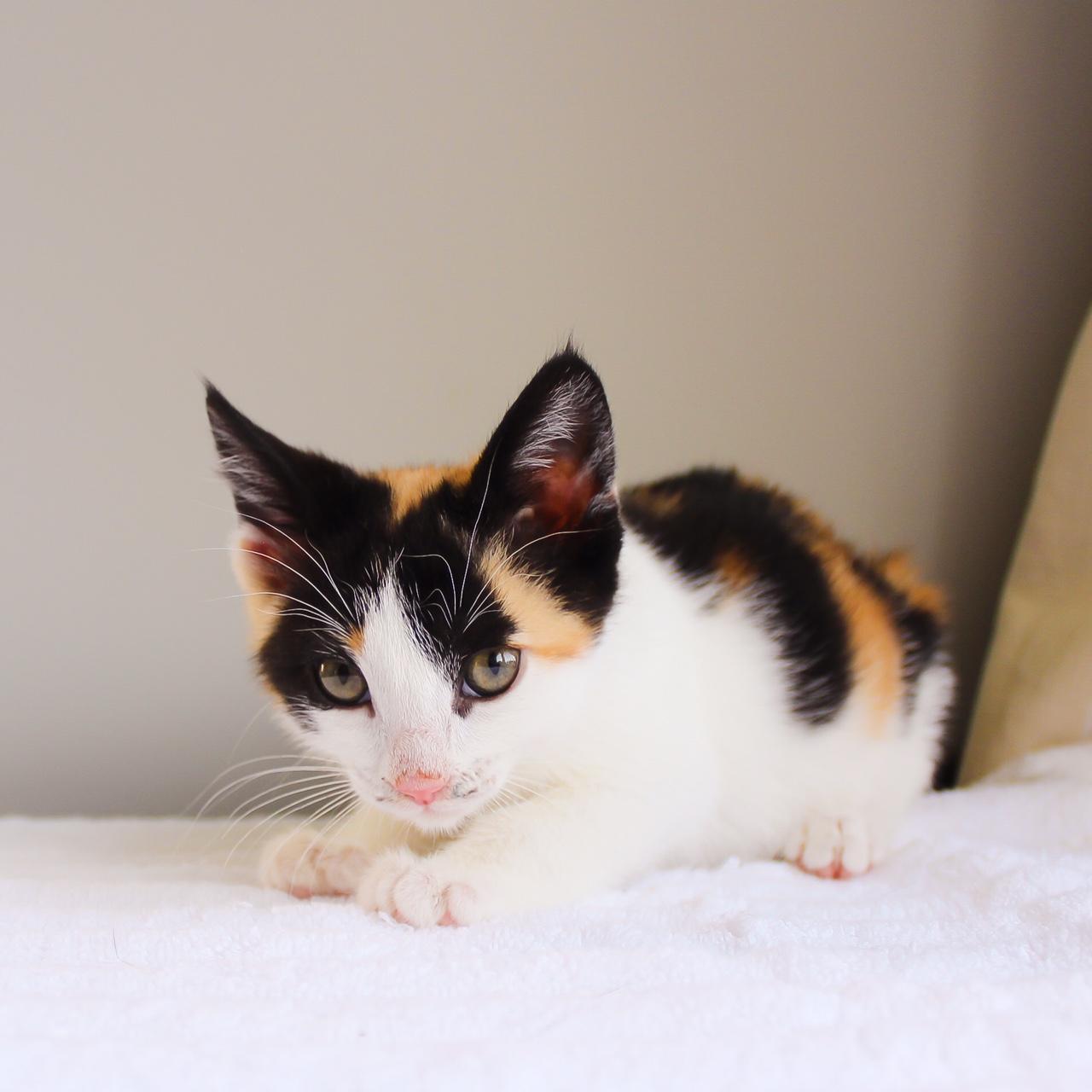 Petunia photo 2