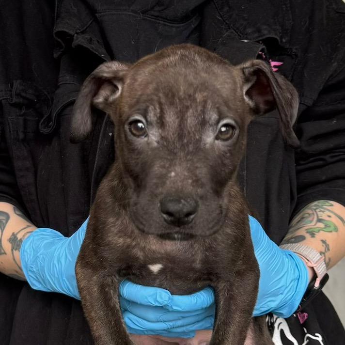 Jonah, Adoptable, Puppy Male Pit Bull Terrier.