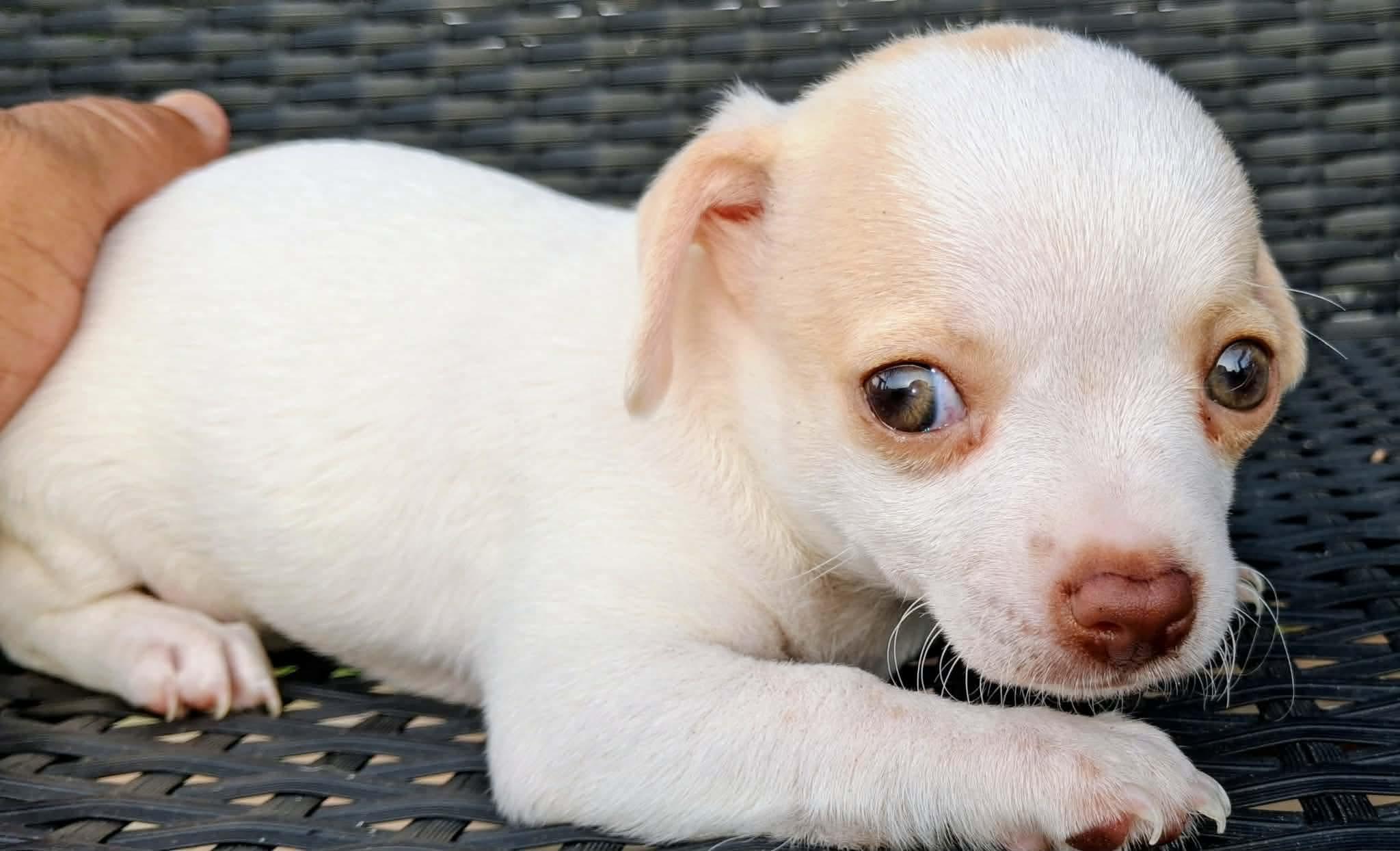 Stacy, an adopted mixed breed in Humble, TX image 1/6