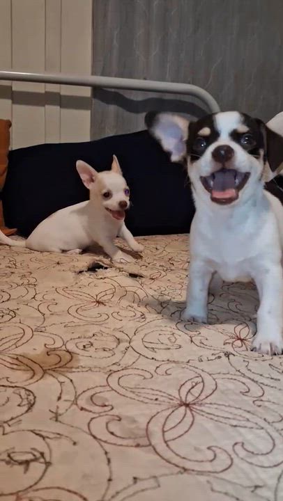 Enlarge Stacy, an adopted mixed breed in Humble, TX video 6/6
