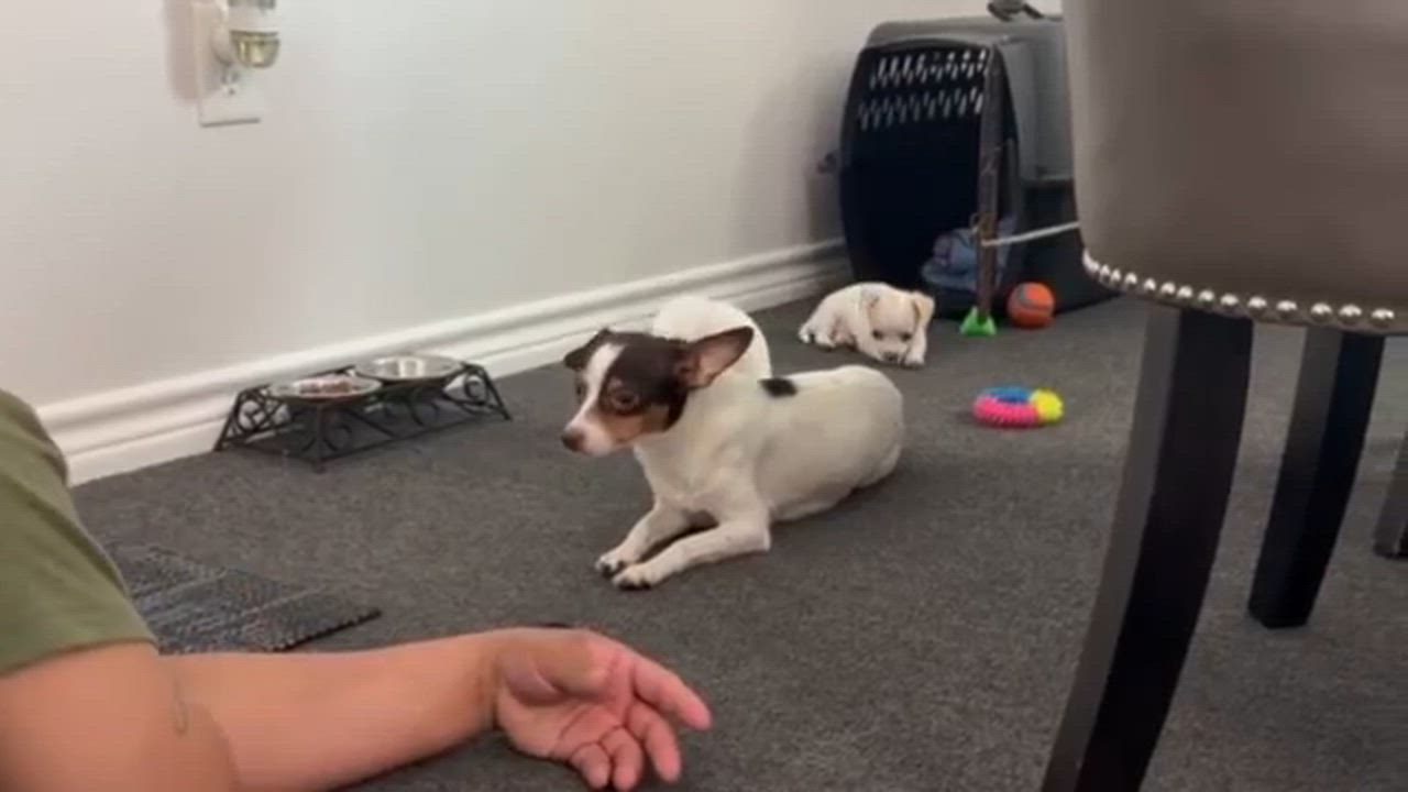 Enlarge Stacy, an adopted mixed breed in Humble, TX video 5/6