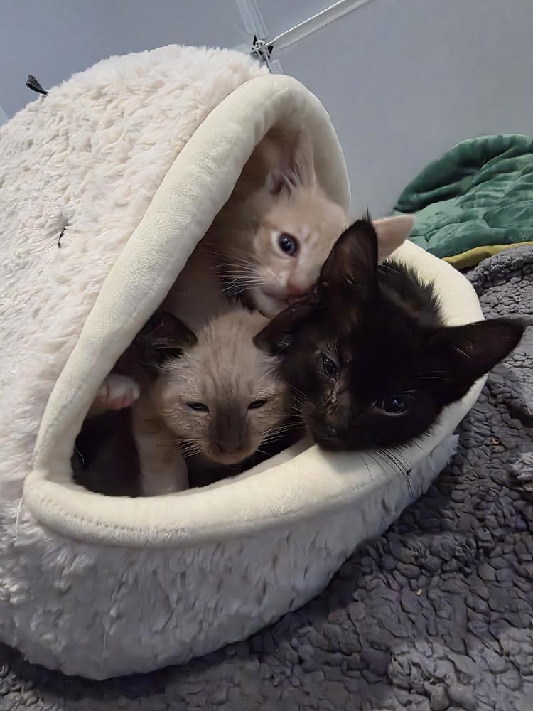 Bayview, Adoptable, Kitten Male Bombay & Domestic Short Hair.