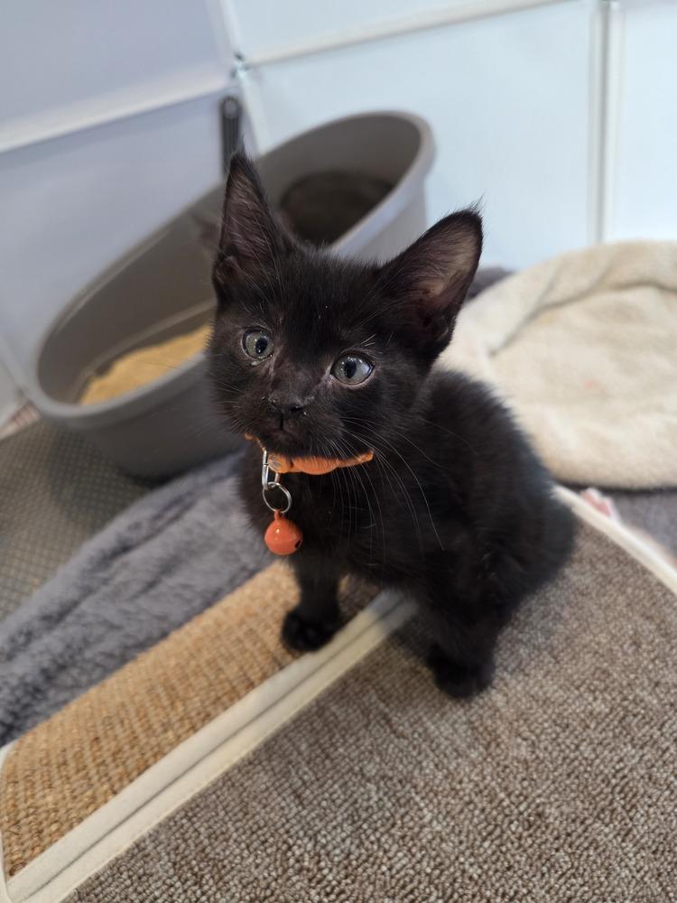 Enlarge Bayview, a Adoptable mixed breed in Pacifica, CA image 4/6
