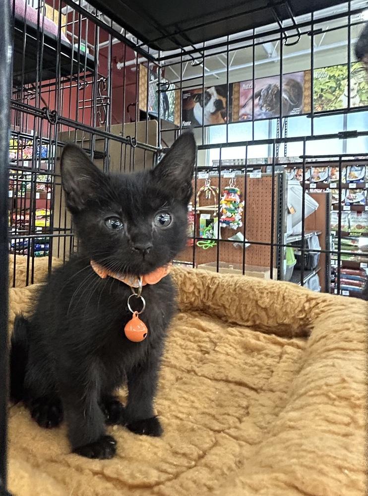 Enlarge Bayview, a Adoptable mixed breed in Pacifica, CA image 5/6