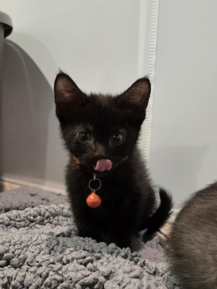 Enlarge Bayview, a Adoptable mixed breed in Pacifica, CA image 6/6