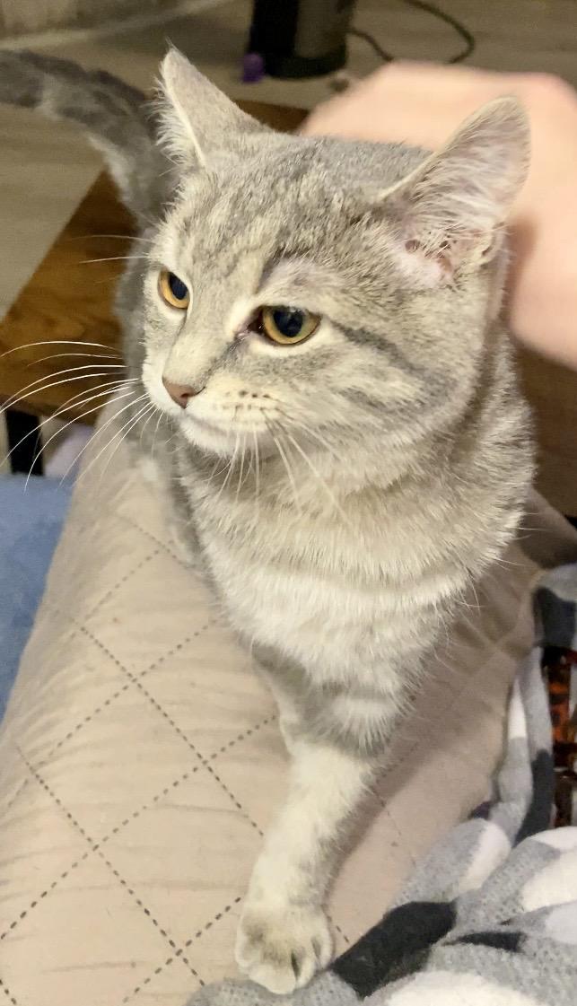 Enlarge Neva, an adopted Domestic Short Hair in Syracuse, NY image 3/6