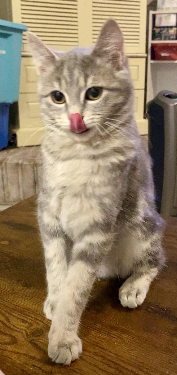 Enlarge Neva, an adopted Domestic Short Hair in Syracuse, NY image 2/6