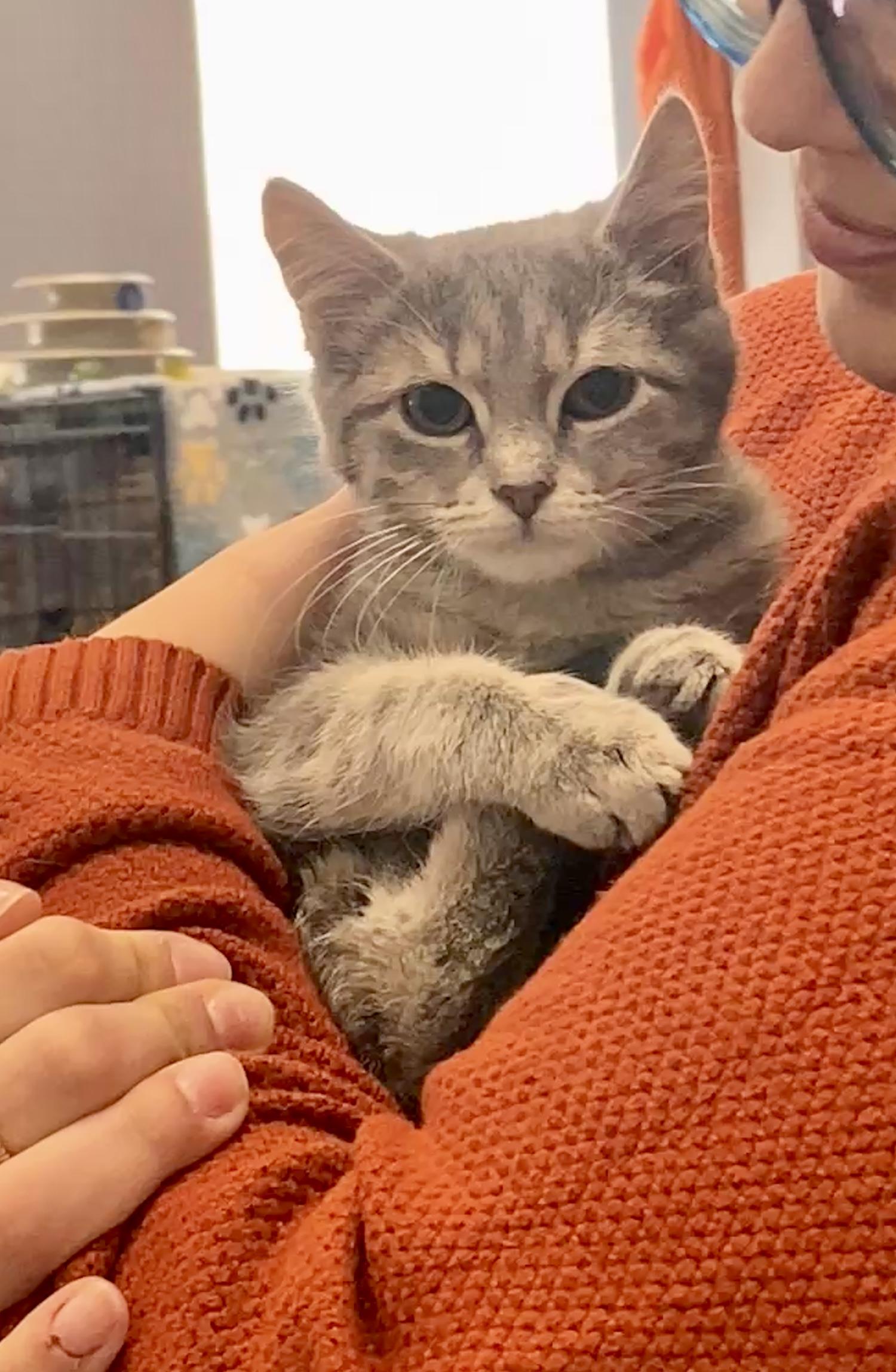 Enlarge Neva, an adopted Domestic Short Hair in Syracuse, NY image 5/6