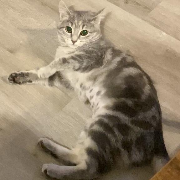 Enlarge Neva, an adopted Domestic Short Hair in Syracuse, NY image 1/6