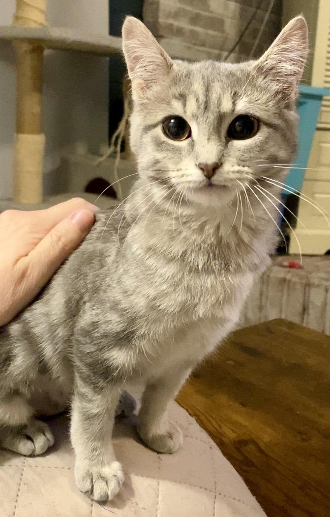 Enlarge Neva, an adopted Domestic Short Hair in Syracuse, NY image 4/6