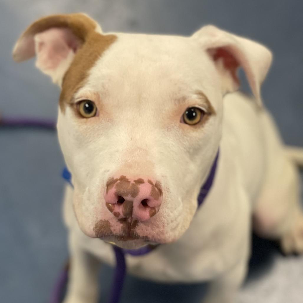 Billy, Adoptable, Adult Male Pit Bull Terrier.