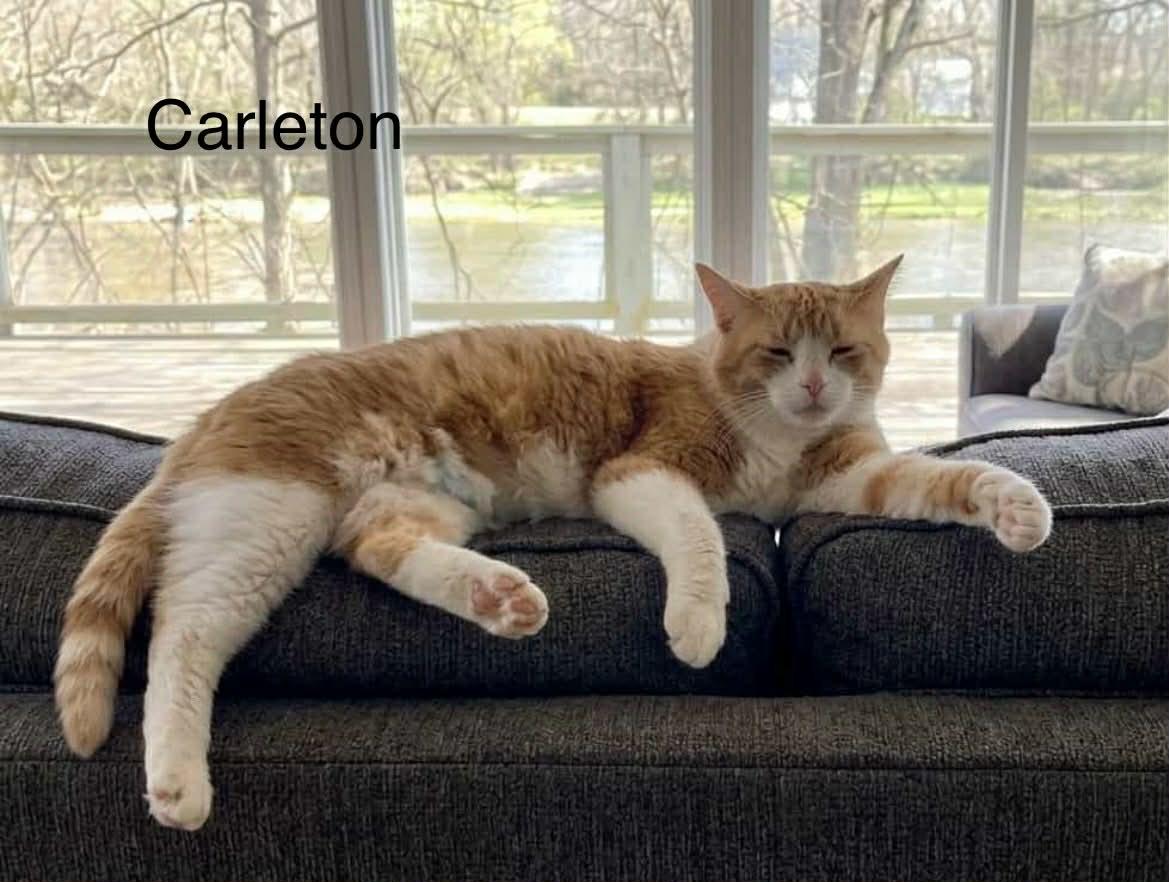 Enlarge Carleton @ Livonia PetSmart, a Adoptable Tabby in Livonia, MI image 2/4